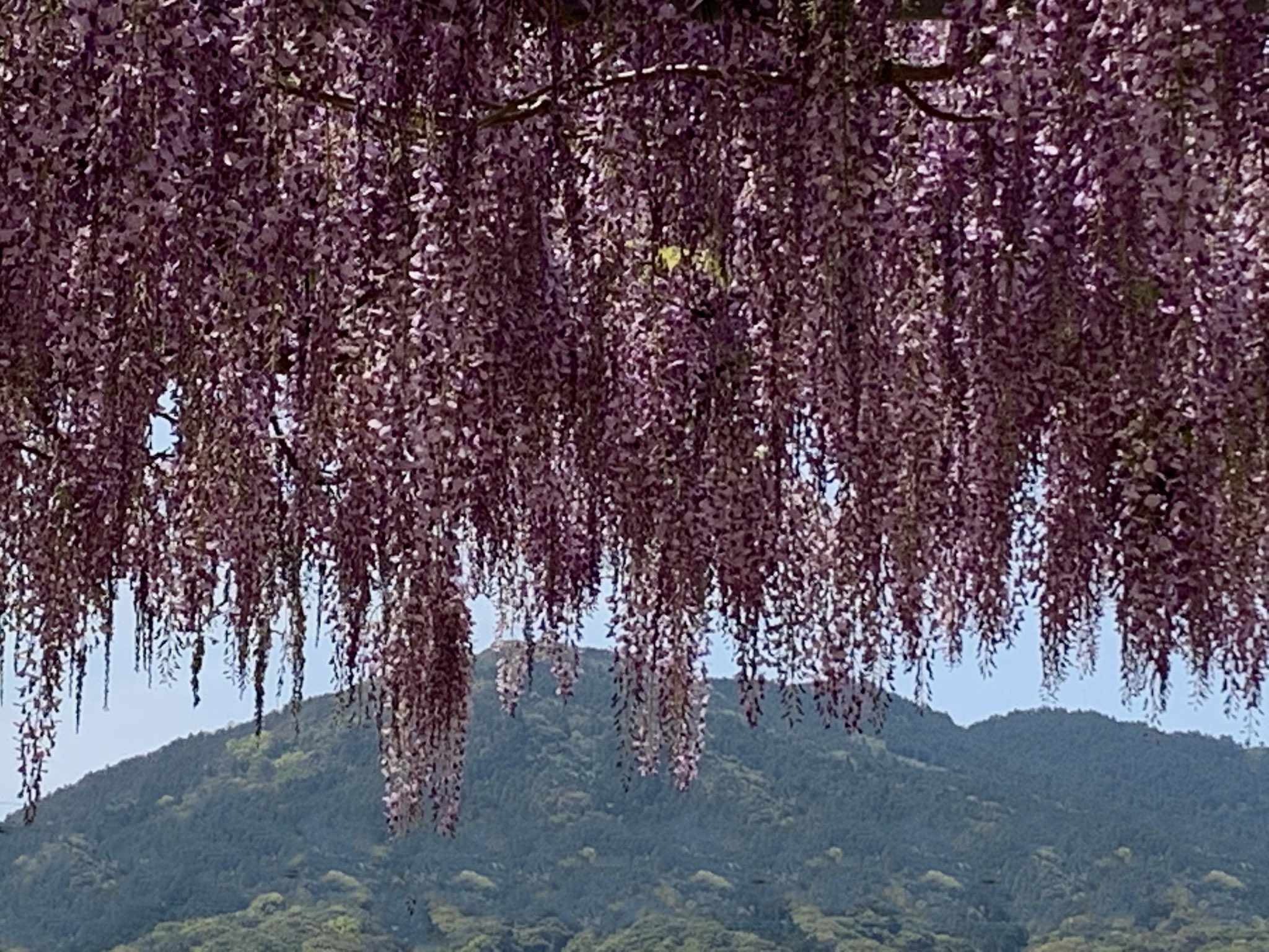 تويتر Cloudsailor 星羅の一日一花 على تويتر フジ 藤 の花 薄い紫色の花は長くしだれてcmから80cmに達する 直射日光の差す場所を好む マメ科フジ属 日本の藤は固有種 Japanese Wisteria Wisteria Floribunda Flowers Fleurs T Co Iqdvod5yd7