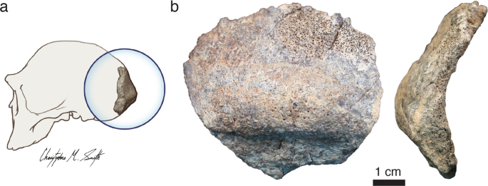 A new paper by  @ashleyshammond  @Mavumavu91 and coworkers focuses on a fossil from the same time frame at Koobi Fora, KNM-ER 2598. The thick bar, or torus, across the back of this occipital bone is a feature mostly known from other H. erectus fossils.  https://doi.org/10.1038/s41467-021-22208-x