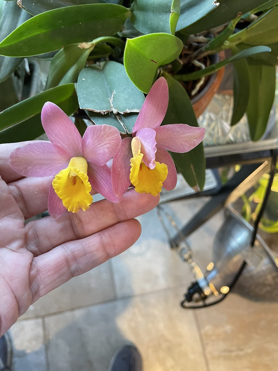 tstrombotn's tweet photo. Also an interesting petal arrangement on yet another pair of blooms on one of my Slc. Crystelle Smith plants. Not sure how that happened, but sure that if i tried to fix it i would ruin the flower! #orchids #orchidcommunitychatter #currentlyinbloom #orchid https://t.co/UWNsGa9vmq