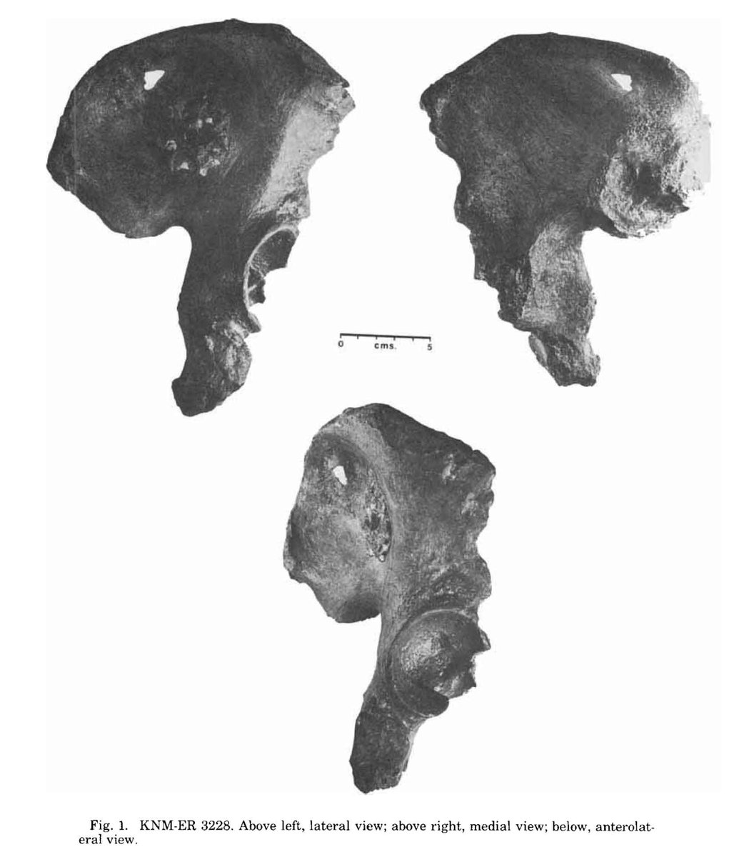 When it was found in 1974 and later in the 1980s, most scientists focused on the humanlike size of KNM-ER 3228, and some similarities with OH 28 and Arago 44, both much later fossils attributed at the time to H. erectus.  https://doi.org/10.1002/ajpa.1330630404