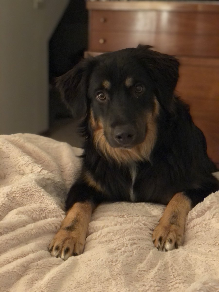 This is Reese. He is a German-Australian Shepherd and 1 year old. His favorite activities are playing fetch, going swimming (even if it’s 30° out), wrestling with other dogs, and being a total crackhead. He is also very photogenic and loves to cuddle. #buschCTOcontest
