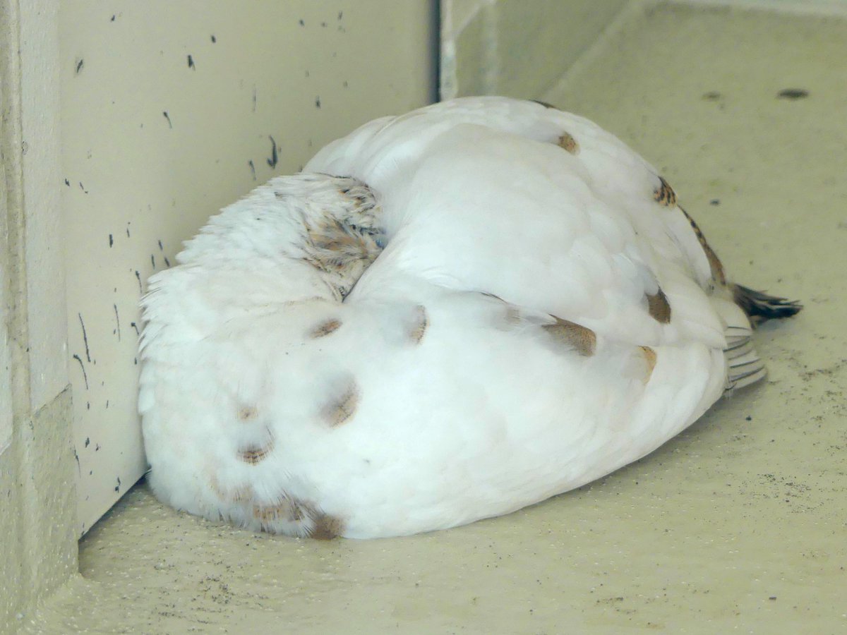 上野動物園のスバールバルライチョウさんがモッコモコの豆大福然とした姿でかわいい 鳥たちの基本の休む姿勢です Togetter 上野動物園のスバールバルライチョウさんがモッコモコの豆大福然とした姿でかわいい 鳥たちの基本の休む姿勢です Togetter