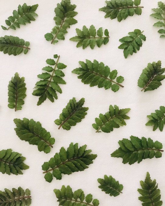 山椒の葉のtwitterイラスト検索結果