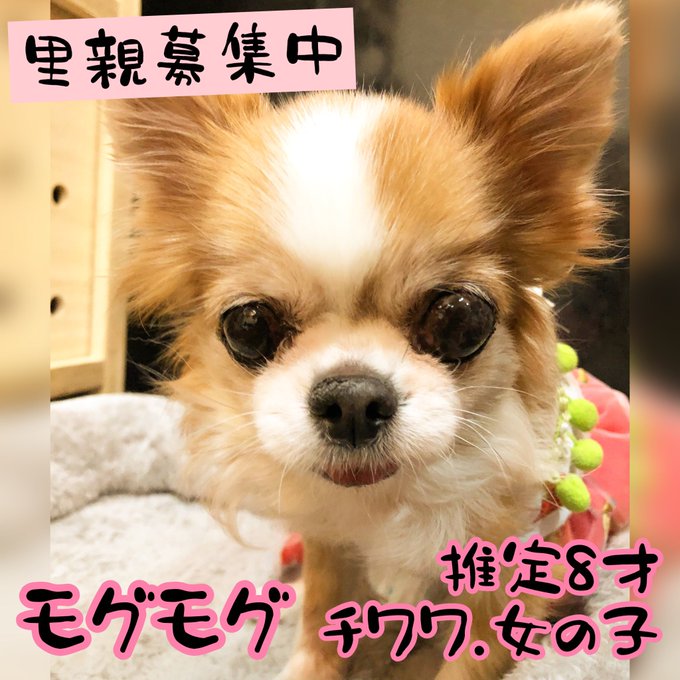 ほのぼの犬のtwitterイラスト検索結果