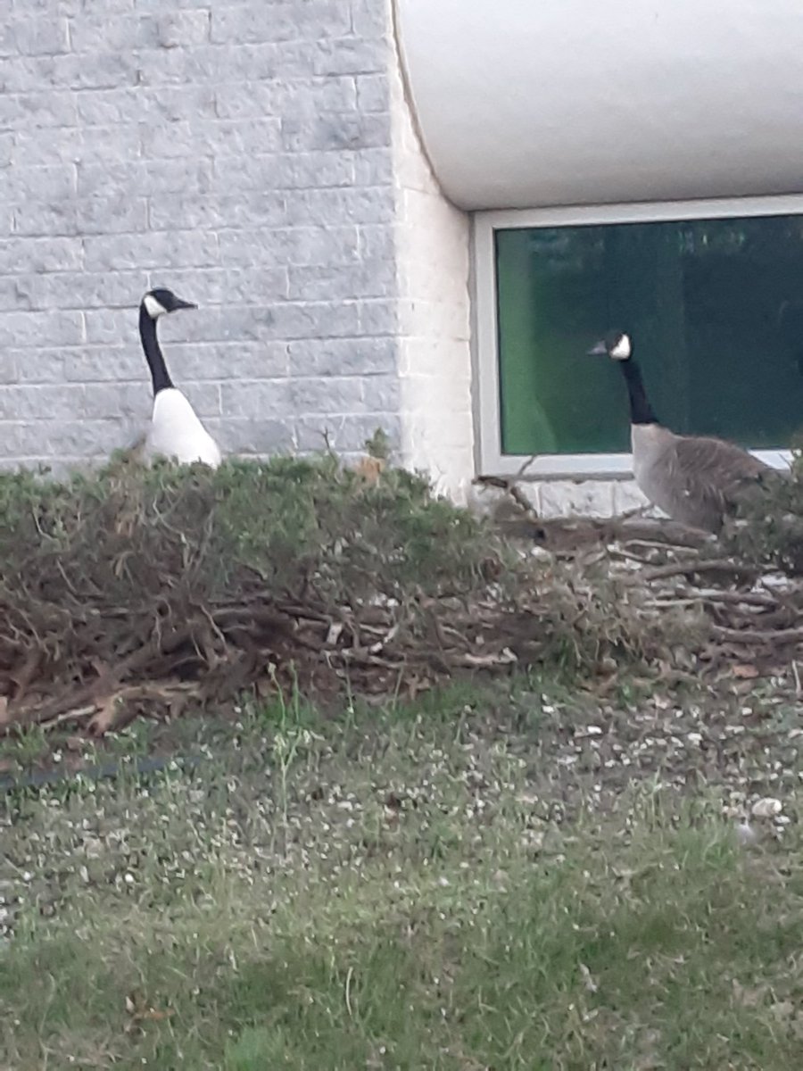 michael04891400's tweet photo. @JaydenNotTiko These attacked me today https://t.co/zTyVjq85w9