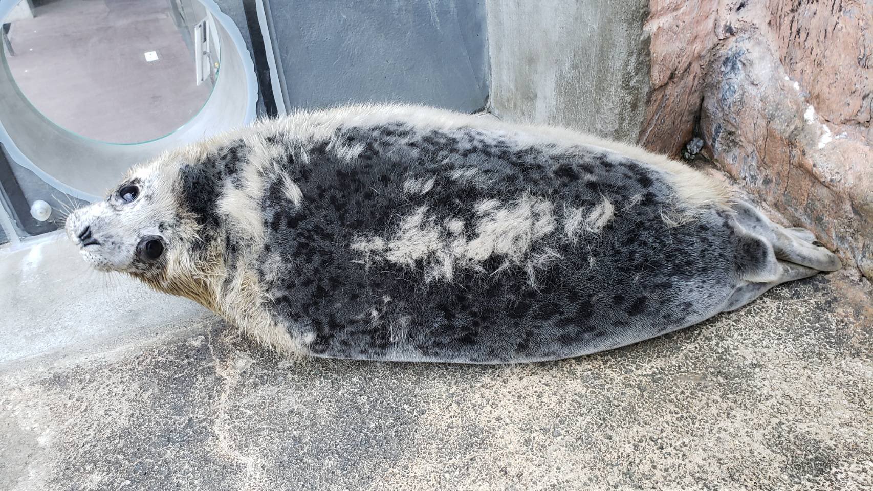 公式 アクアマリンふくしま ゴマフアザラシの赤ちゃん 1日で背中の産毛がごっそり抜けました 1日1日成長していきます そして生まれてから3週間で体重が30kgも増えました アクアマリンふくしま 水族館 T Co Lm7auznx0f Twitter