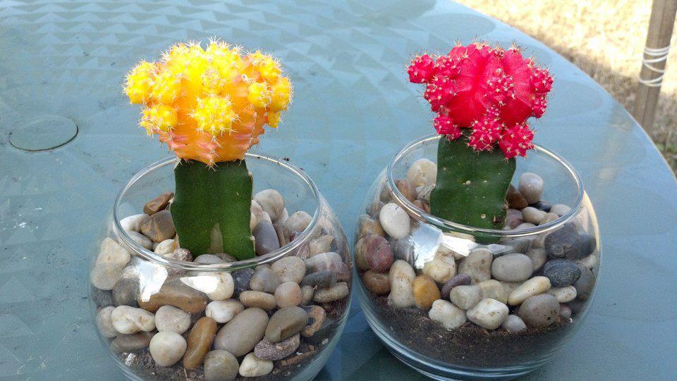 ChanceSheffield's tweet photo. I know it's been nearly a decade, but I want everyone to know that @iloveorangesss killed both of these cacti. That's right, she killed two cactuses. You know, the flora that lives for decades out in the desert. Yes, she killed them. Two of them. We shall never forget. https://t.co/qjdthwR3tA