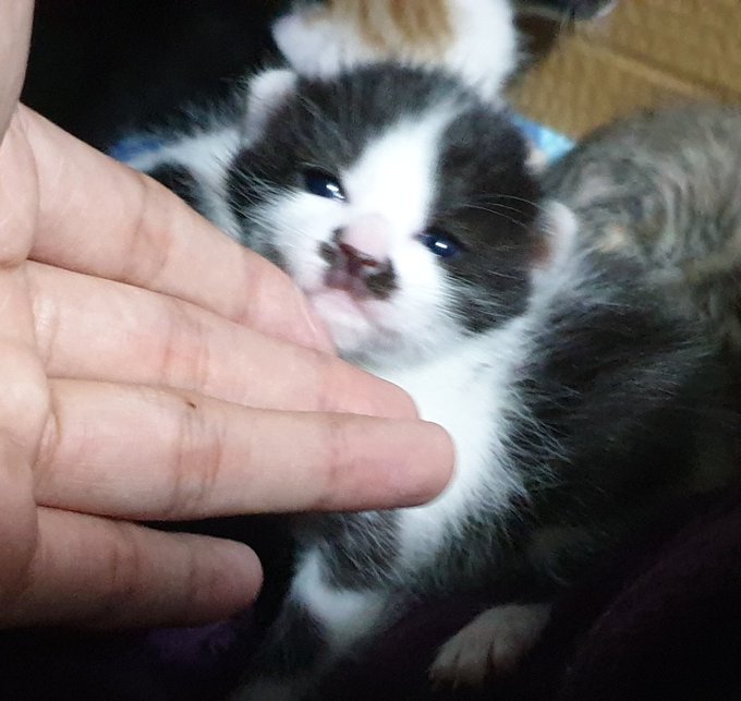 우리집 돼지, 생후 2주 <<<<<>>>>>>1살 