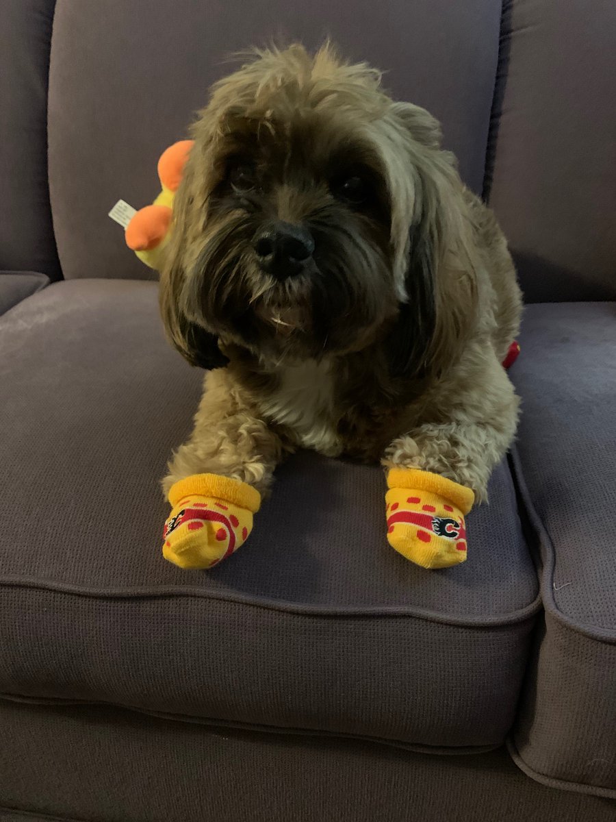 Alex_Barron_10's tweet photo. Rocking my new @NHLFlames socks. Apparently they are for human babies but mom says I am her fur baby. @diane_barron @CGYTeamStore https://t.co/ukS58ZUpQJ