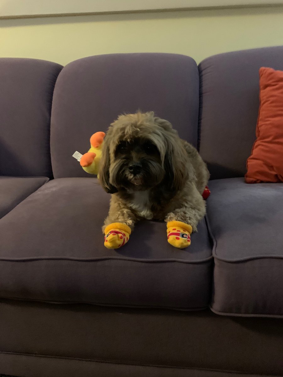 Alex_Barron_10's tweet photo. Rocking my new @NHLFlames socks. Apparently they are for human babies but mom says I am her fur baby. @diane_barron @CGYTeamStore https://t.co/ukS58ZUpQJ