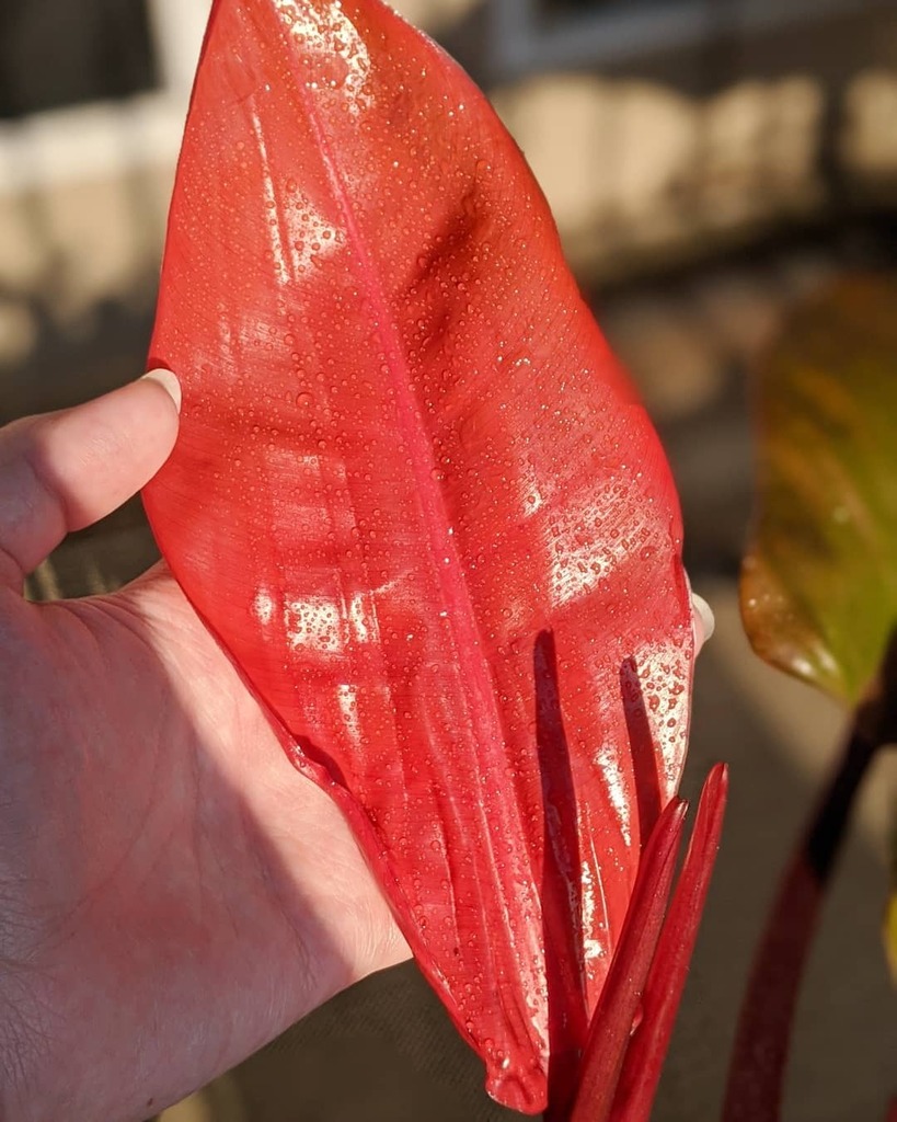 rareoids's tweet photo. Prince of orange baby leaf is so crazy vibrant 

#plants  #plant #plantsofinstagram #plantsmakepeoplehappy #plantmom #plantlover #urbanjunglebloggers #urbanjungle #aroidaddicts #aroid #aroidcollector #aroidsofinstagram #plantpower #variegatedplants #gard… https://t.co/EdH980niCO https://t.co/OYdIIvLlu7