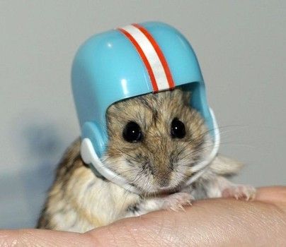 hamster in a helmet  #아이즈원   #조유리  #유리  #JOYURI  #YURI  #IZONE  #アイズワン  #チョユリ