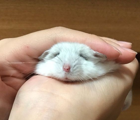 jo yuri as hamsters: a cute & squishy thread  #아이즈원   #조유리  #유리  #JOYURI  #YURI  #IZONE  #アイズワン