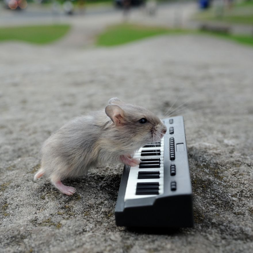 piano genius hamster  #아이즈원   #조유리  #유리  #JOYURI  #YURI  #IZONE  #アイズワン  #チョユリ