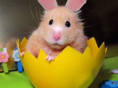 hamster bunny  #아이즈원   #조유리  #유리  #JOYURI  #YURI  #IZONE  #アイズワン  #チョユリ