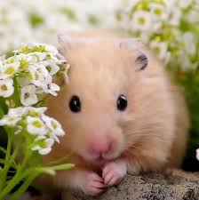 hamster with flowers  #아이즈원   #조유리  #유리  #JOYURI  #YURI  #IZONE  #アイズワン  #チョユリ