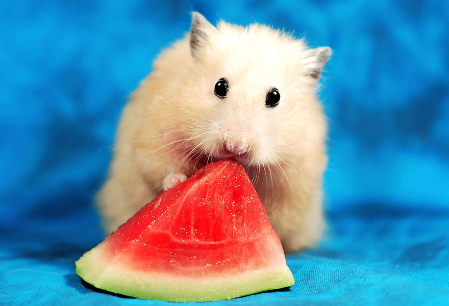 hamster eating watermelon  #아이즈원   #조유리  #유리  #JOYURI  #YURI  #IZONE  #アイズワン  #チョユリ