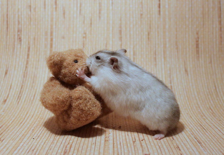 hamster with a teddy bear  #아이즈원   #조유리  #유리  #JOYURI  #YURI  #IZONE  #アイズワン  #チョユリ