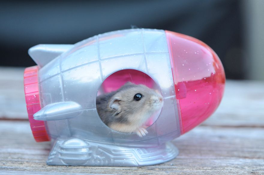 spaceship hamster (haha get it )  #아이즈원   #조유리  #유리  #JOYURI  #YURI  #IZONE  #アイズワン  #チョユリ
