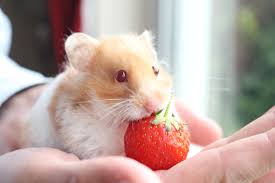 hamster eating a strawberry  #아이즈원   #조유리  #유리  #JOYURI  #YURI  #IZONE  #アイズワン  #チョユリ