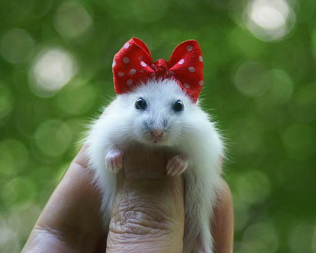 hamster wearing a bow  #아이즈원   #조유리  #유리  #JOYURI  #YURI  #IZONE  #アイズワン  #チョユリ