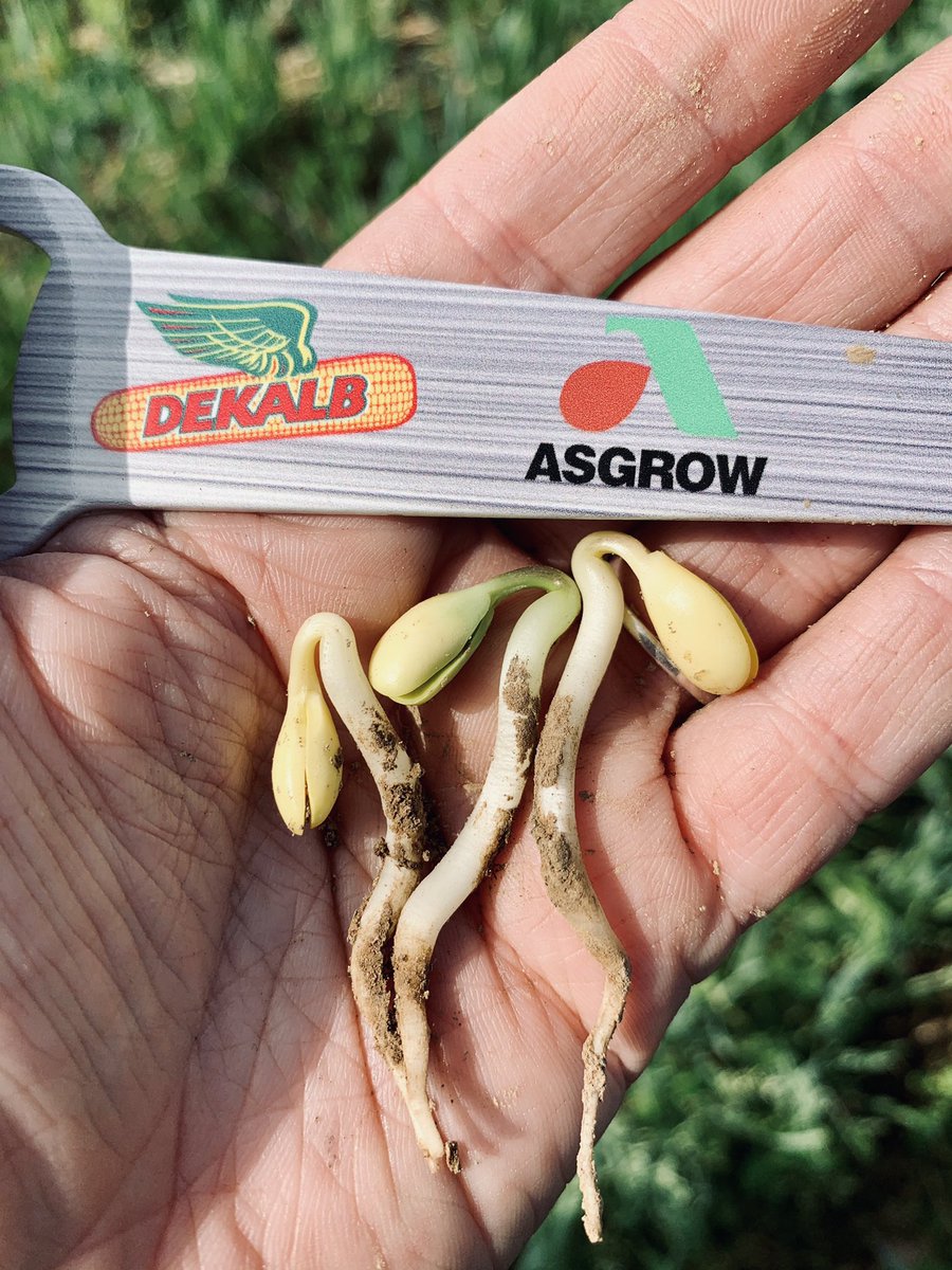 AG48X9 off to a great start in Kentucky. 💪🏼 

<a href="/DKAS_SIN_KY/">DEKALB Asgrow SIN/KY</a> <a href="/Asgrow_DEKALB/">DEKALB Asgrow Seed</a> 

#asgrow #plant2021 #winninghasroots