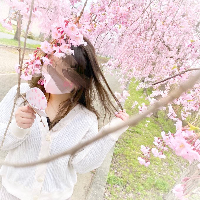 しだれ桜のtwitterイラスト検索結果