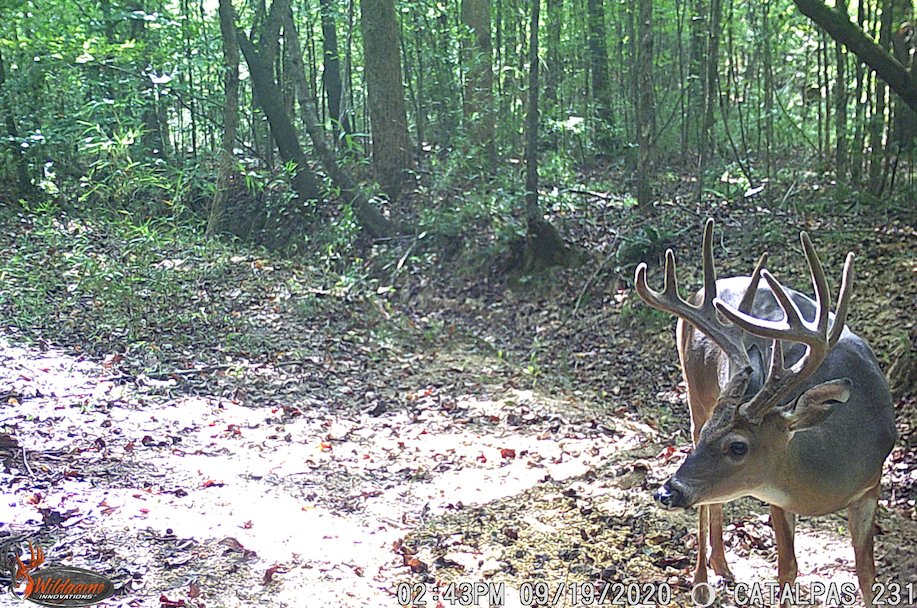 Who's ready for the velvet growth? #WildgameInnovations #WildgameTrailCam