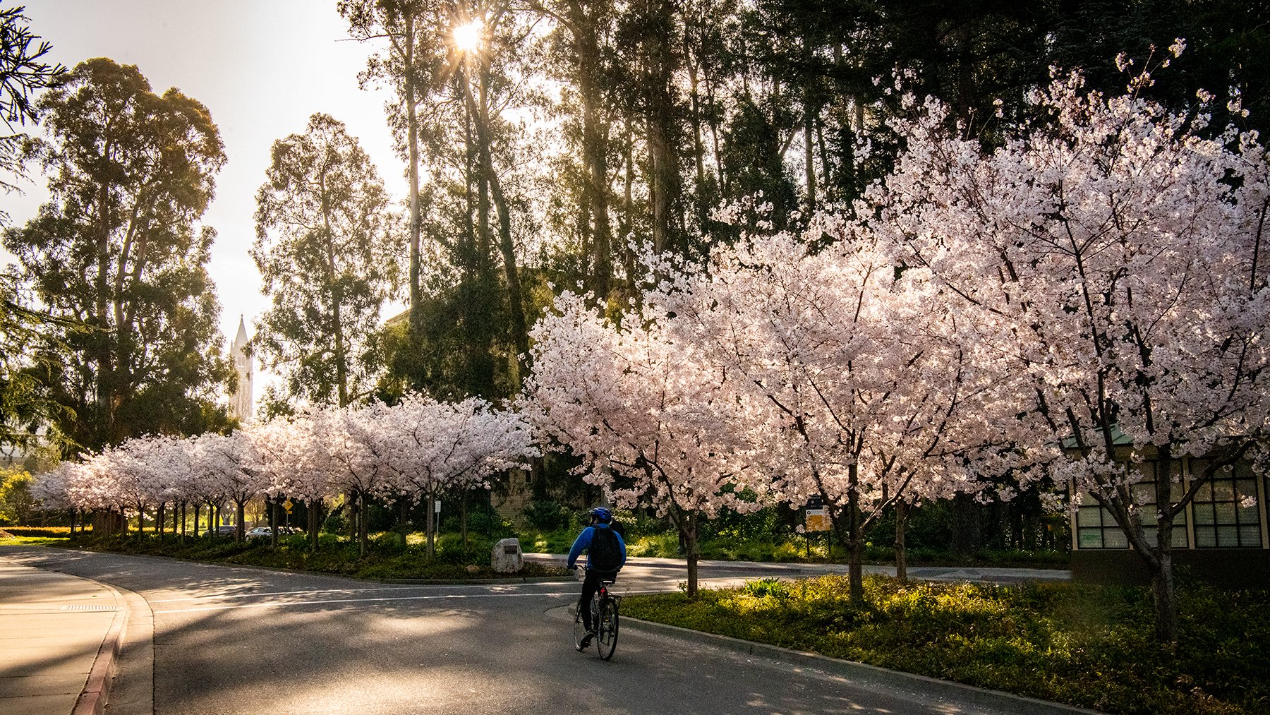 Cal on Twitter "Morning light on the cherry blossoms at the University
