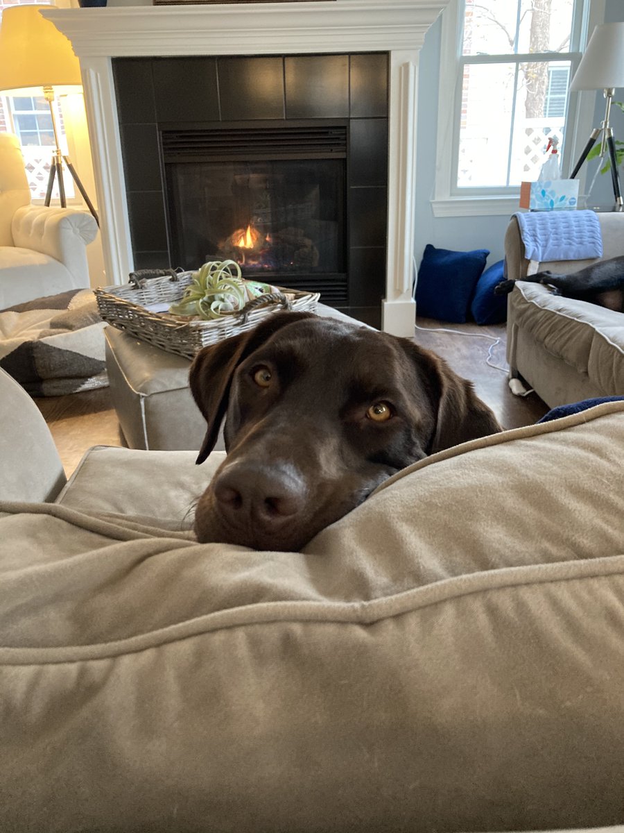 My #ASEchoJC companion for the night...  My sweet girl Rosie! <a href="/ASE360/">American Society of Echocardiography</a> #echofirst