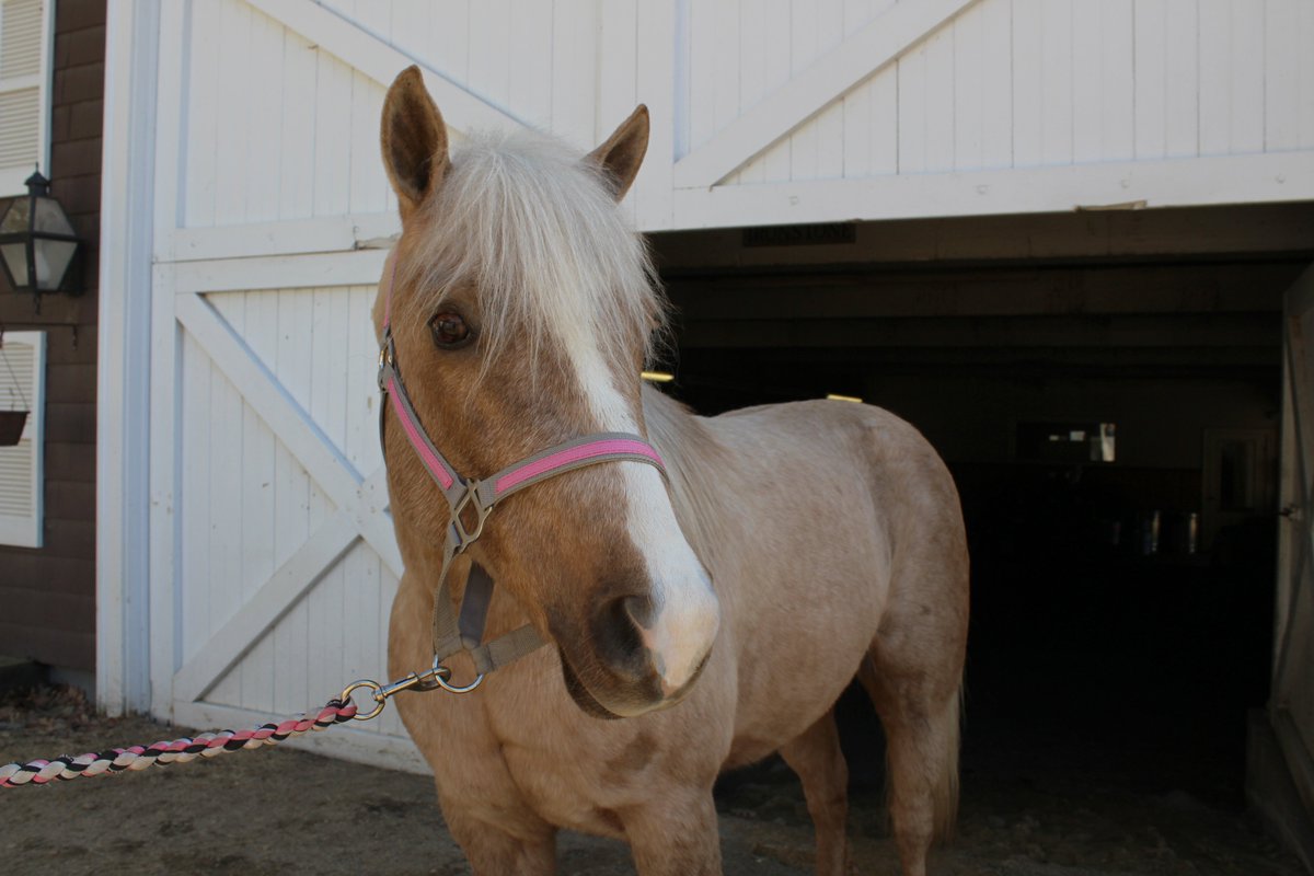 Ever want to name a horse? Buy a raffle ticket and support our nonprofit program for kids and veterans and you may get your chance ironstonefarm.org/raffle
But remember, we're a family-friendly nonprofit, so we can veto inappropriate names