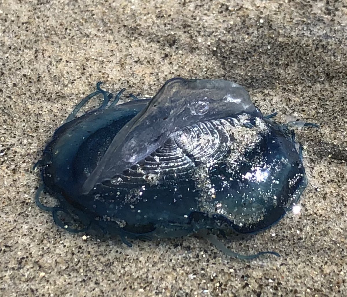 Marisa Thompson tweet media