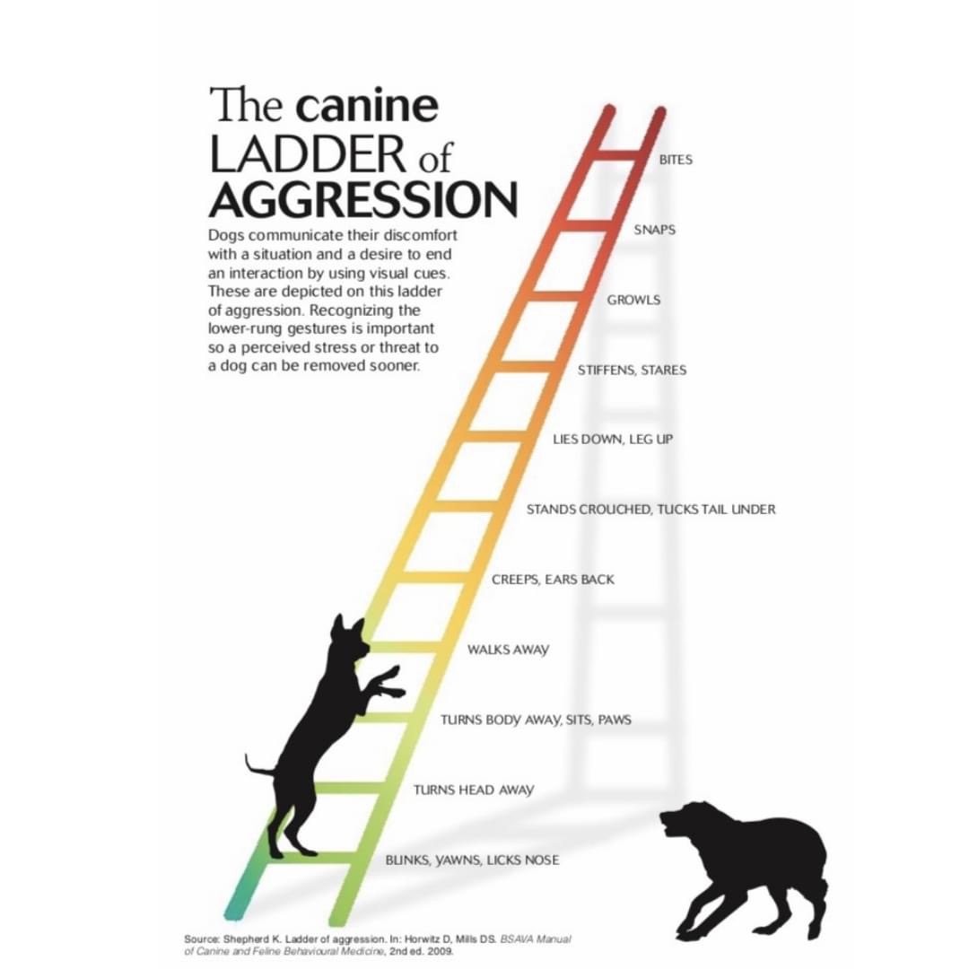SigVetSvc's tweet photo. It’s dog bite prevention week. Any dog could bite. Here is a good representation of the ladder of aggression. #dogbitepreventionweek #behavior https://t.co/80yJgt3JWg