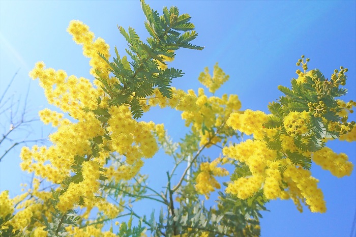 Lovegreen 黄色い花30種を季節ごとに雑草まで紹介 T Co U2d6kkgrlp 黄色い花 を咲かせる植物ずらり30種類を季節ごとに分けて紹介します スイセン ラナンキュラス フリージア ミモザ 菜の花 コロニラ キングサリ ヤマブキ 花が好き