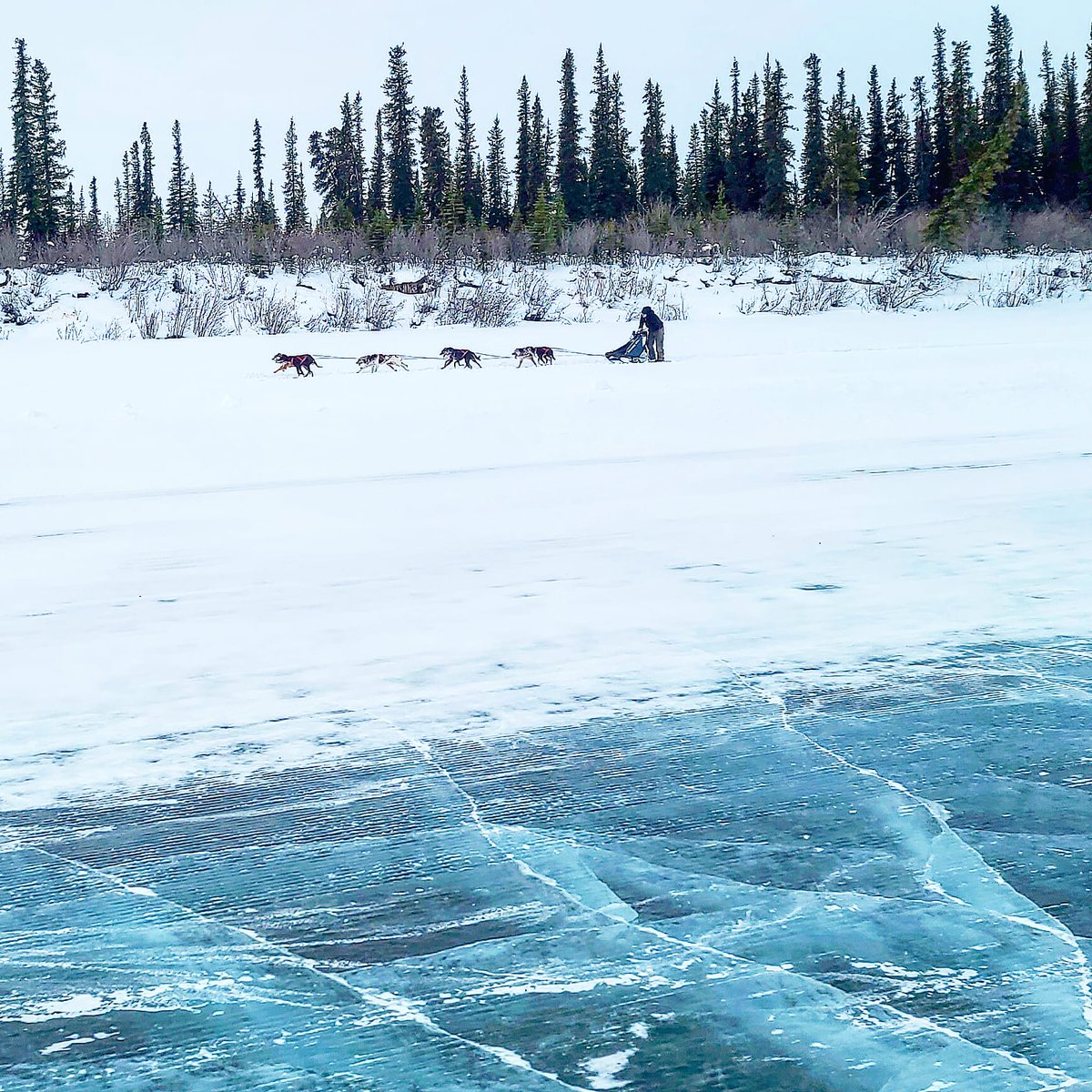 Delta Dogs. A dog team makes it way to the finish line along the frozen East Branch of the Mackenzie River as part of the 2021 @inuvikmuskratjamboree annual dog races in Inuvik, Northwest Territories, Canada 

#Inuvik #SpectacularNWT #TrulyArctic #canadanice #explorecanada
