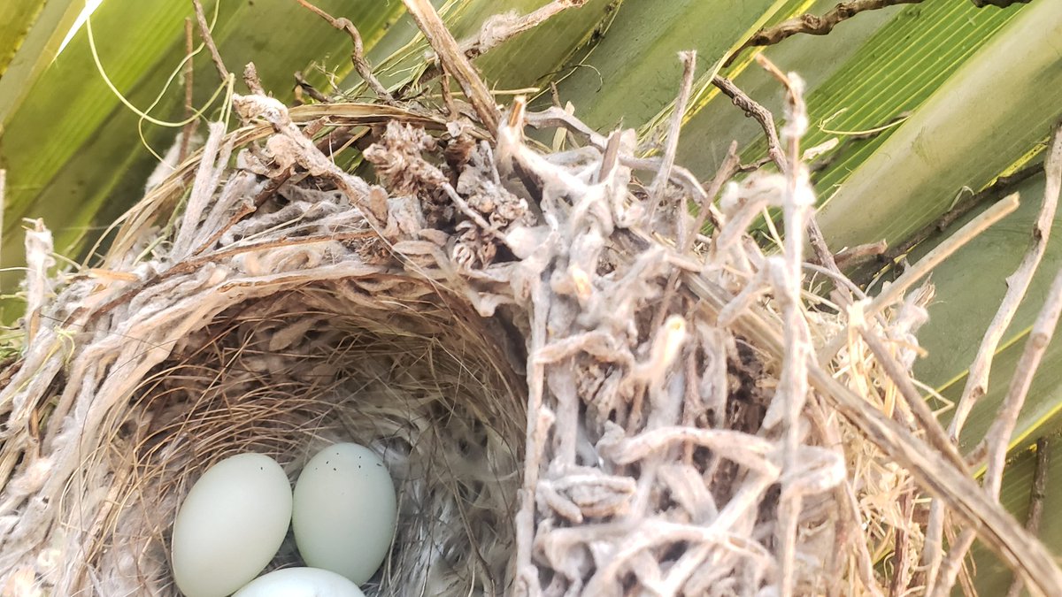 This is happening out the window to the left of my desk. 🥰 #housefinch