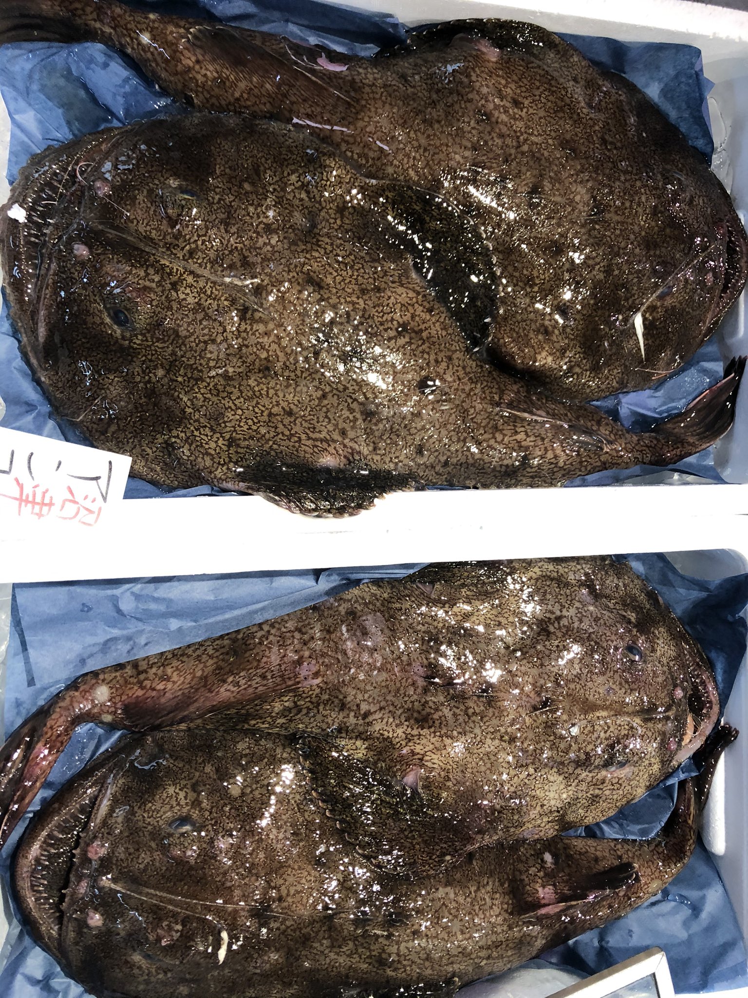 株 魚健 沼津港 鮮魚 あります ちょっとお顔が シリーズ笑 あ お魚くん達に悪いですね でも皆さんご存知の通り 見た目と違って美味しいんだよ あんこう 水だこ ウマヅラハギ 沼津港 沼津 魚屋 地方発送 お持ち帰り T Co Dtvscyvyzy