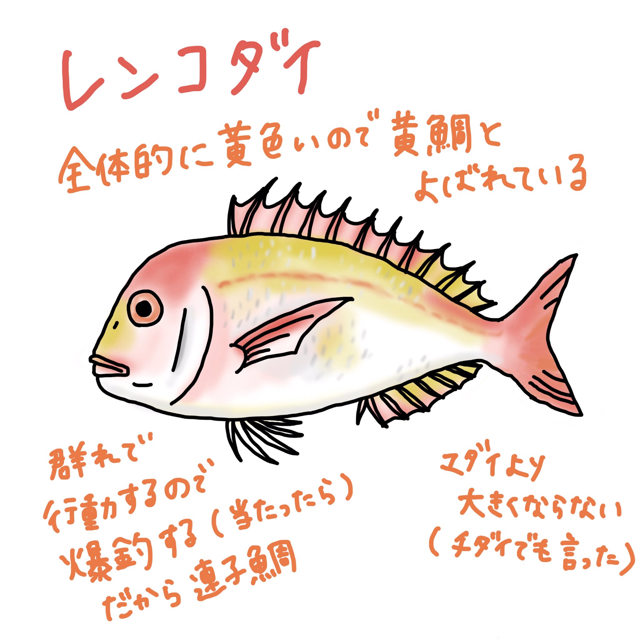 レンコダイ Twitter Search Twitter