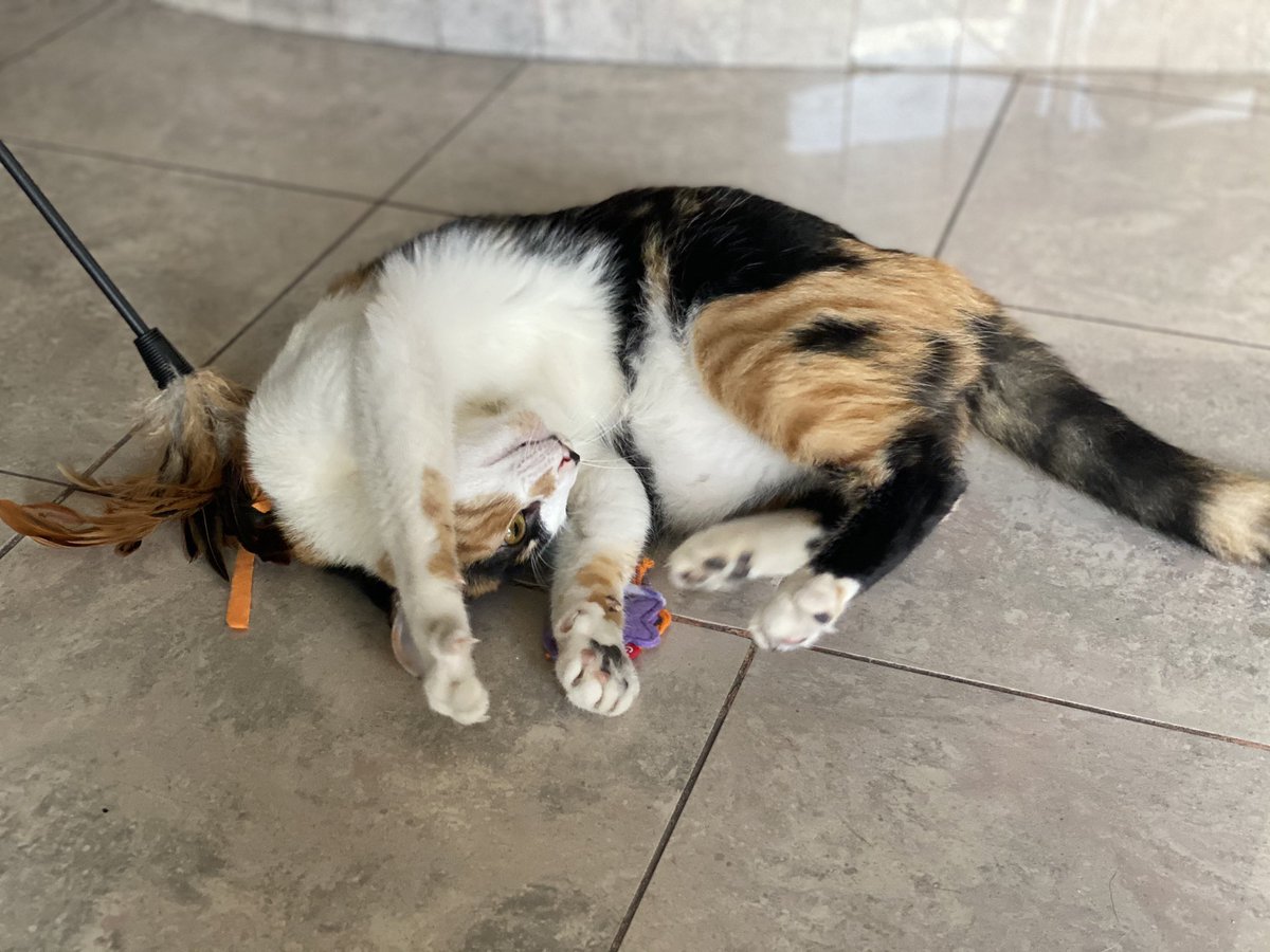 hacefelizungato's tweet photo. ¿Cuántos RTs para que Salvia se adopte en esta semana?

Nosotrxs decimos que con 100 lo logramos.

♥️😻♥️😻♥️ https://t.co/1O1BTmJagf