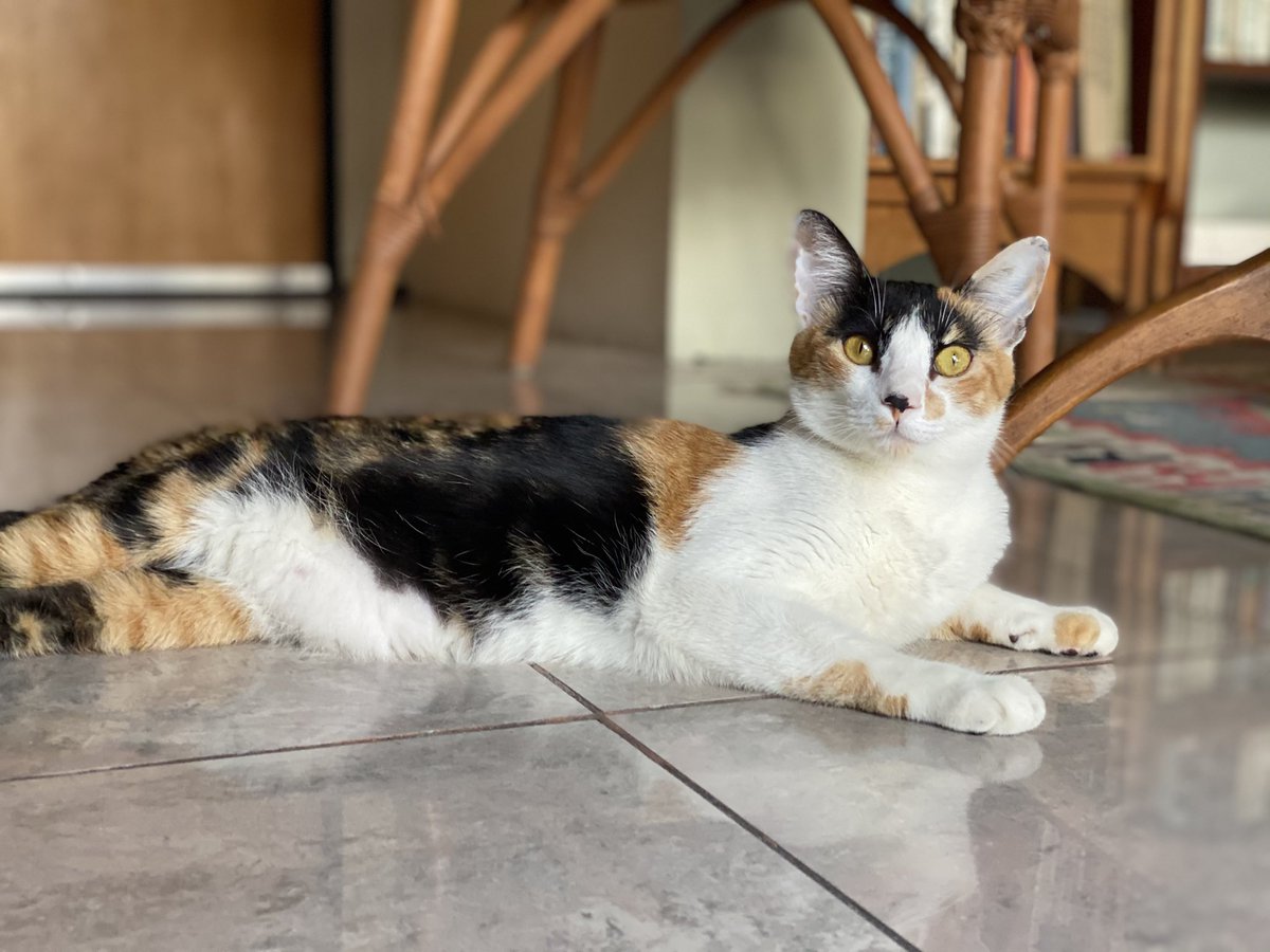 hacefelizungato's tweet photo. ¿Cuántos RTs para que Salvia se adopte en esta semana?

Nosotrxs decimos que con 100 lo logramos.

♥️😻♥️😻♥️ https://t.co/1O1BTmJagf