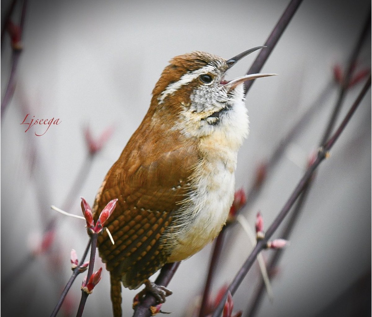 yankeelimner's tweet photo. Carolina wren singing for his mate! โAinโt love grandโ? #birdsofNewEngland #spring #nikonphotography https://t.co/mo5YrMzhDn