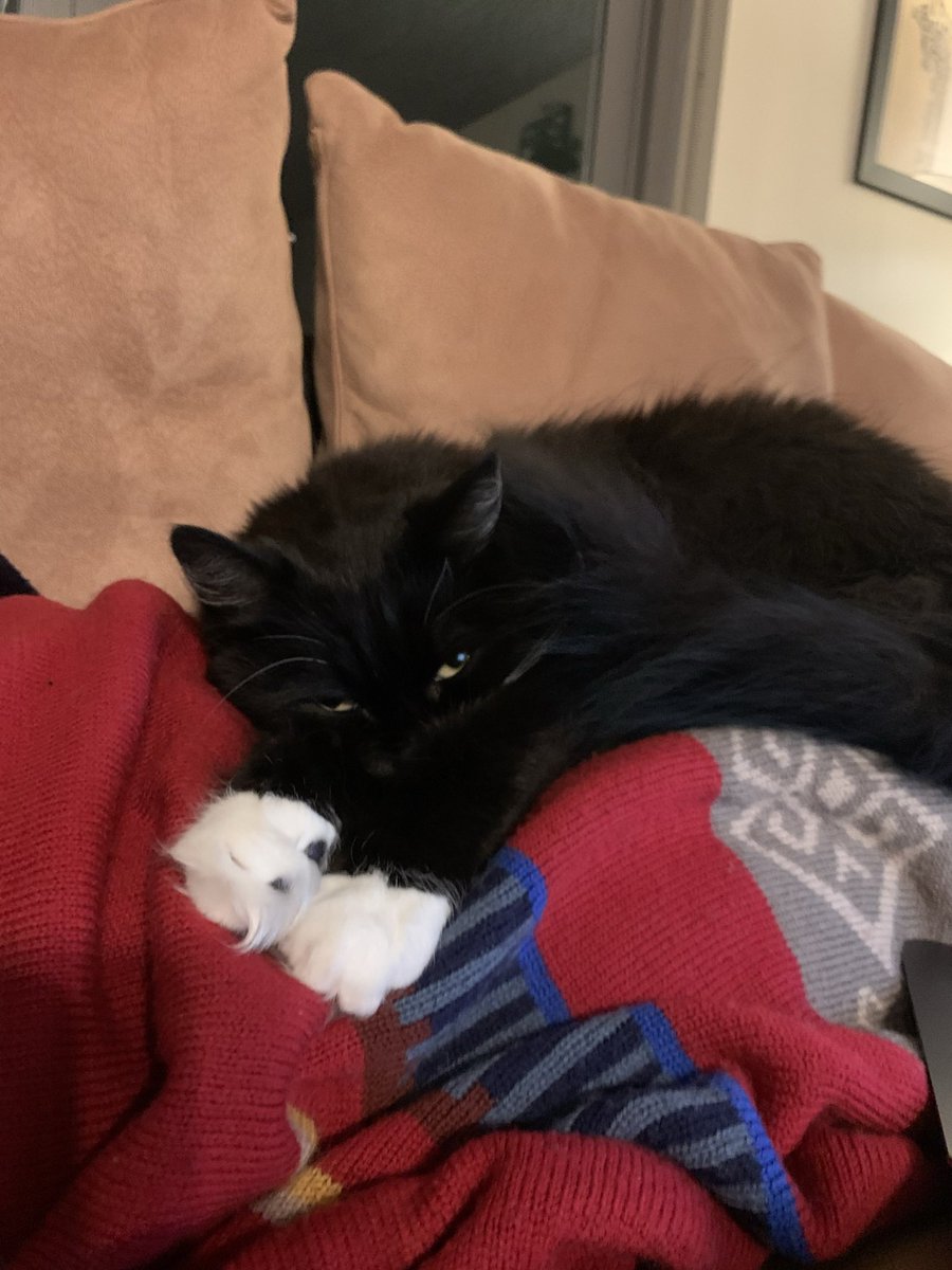 kaBluhm's tweet photo. @lisaqiu0 Don’t forget your favorite cat too https://t.co/EgTwDtAkPn