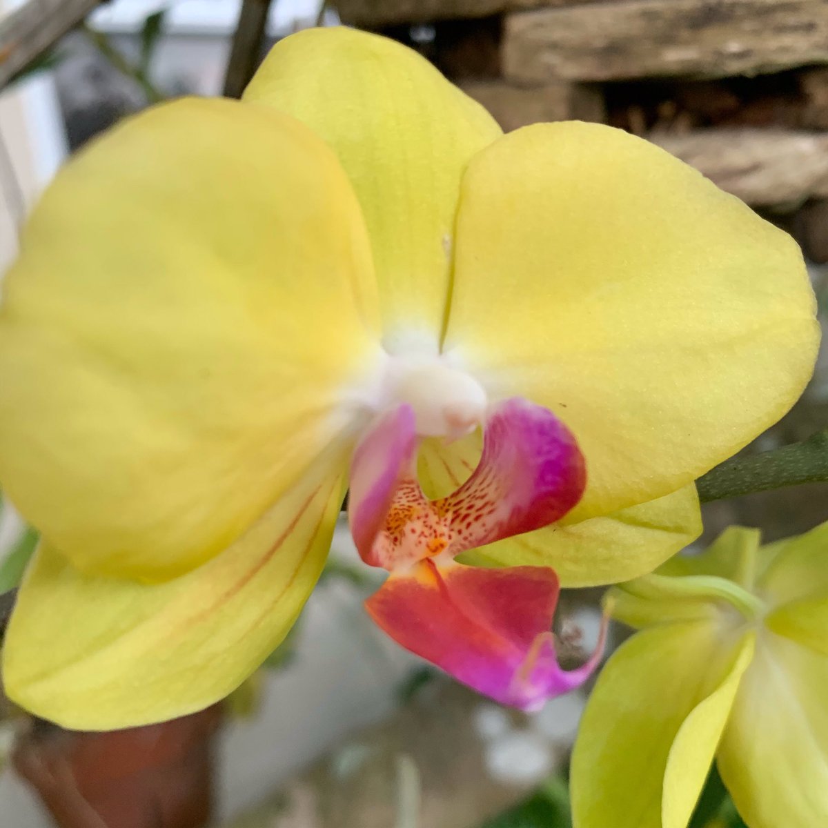 Loving this yellow...was a standout amongst the green in the yard. #orchid #orchidphalaenopsis #airplants #hangingplants #gardening