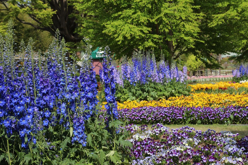 兵庫県立フラワーセンター 開花情報 21 4 14 花壇のチューリップですが 散りはじめています まだ咲いている場所も多数ありますので お楽しみいただけると思います 中央花壇の青色のデルフィニウム 噴水の周りの黄色やオレンジのミムラス 八重桜
