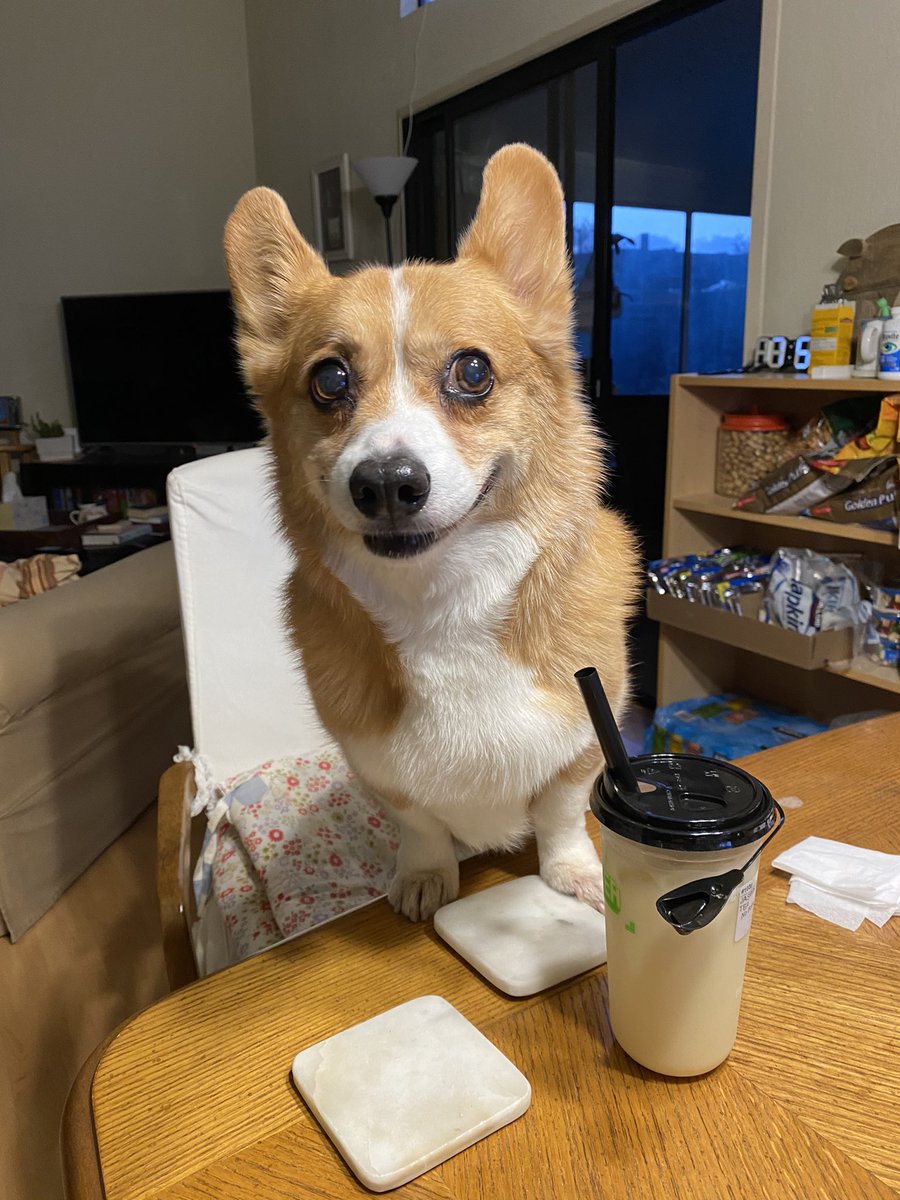 “It’s my birthday!” #12 #happybirthday #gizmo