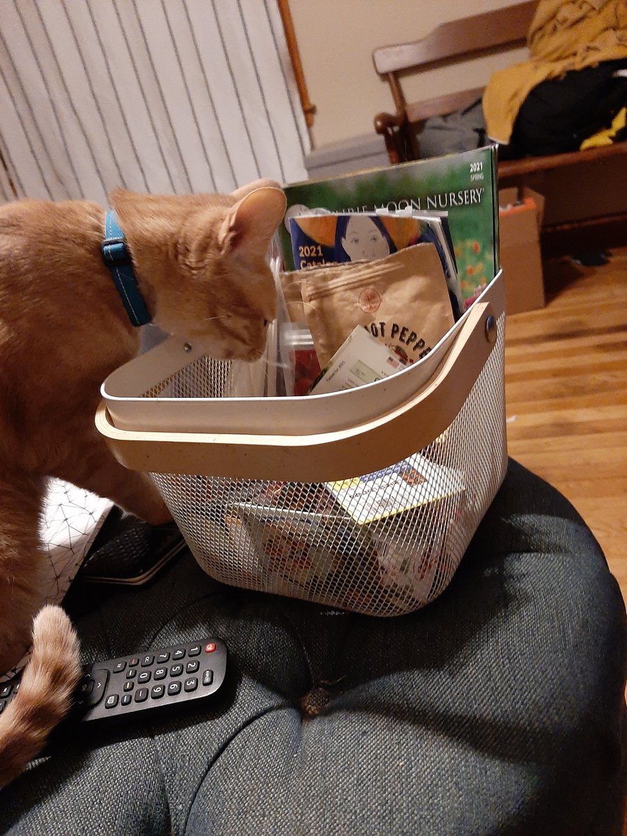 SEnd614's tweet photo. Oberon label 🏷plants!...or he just liles eating plastic 🤷‍♀️ Either way he's adorable.  #SunnyEnd #AdventuresWithAJ #gardening #nativeplants #vegetables #TinyHolding #MoreThanAnAlotment #LessThanASmallHolding #ohio #columbus #Oberon https://t.co/xmBBN6f5NZ