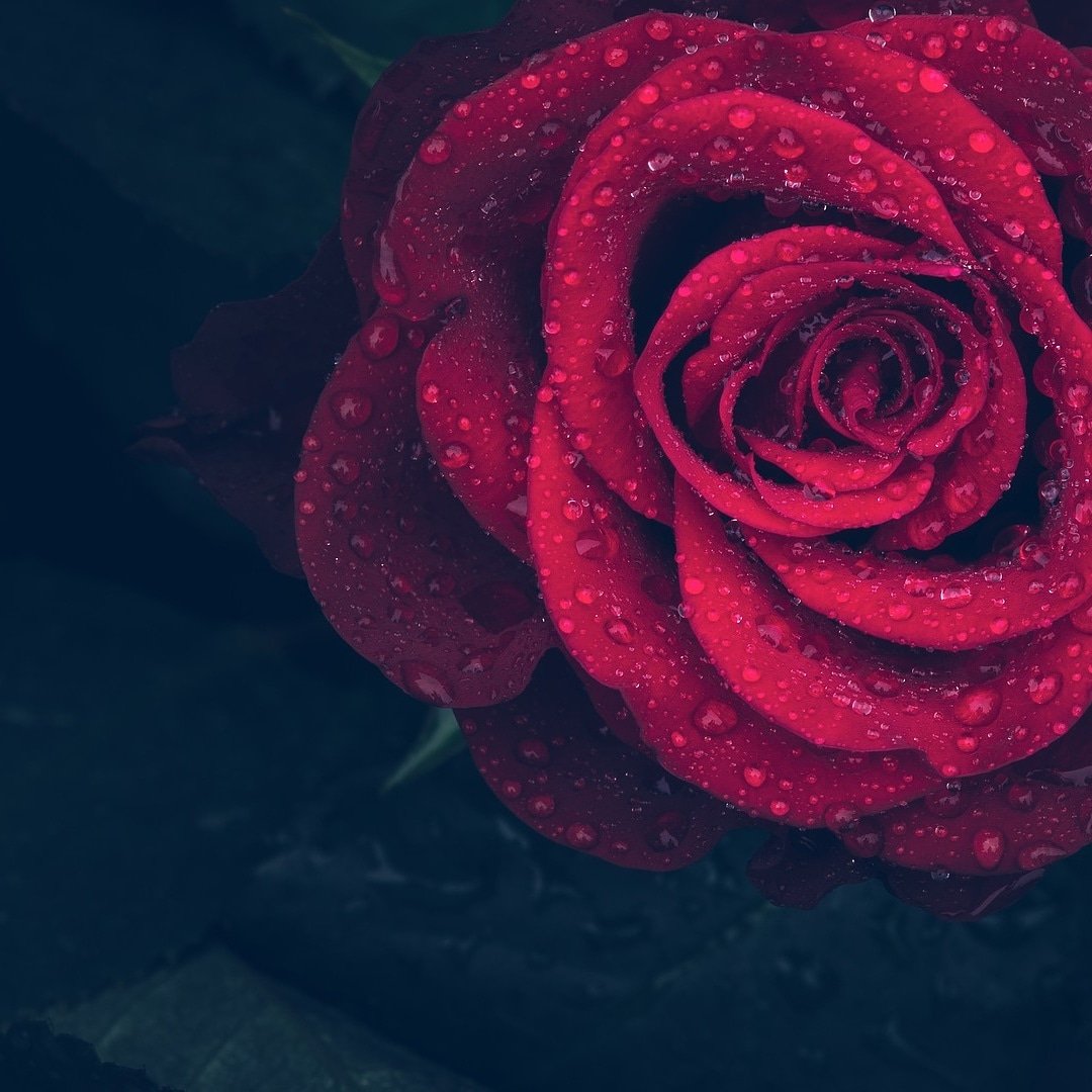 David Swinden tweet media