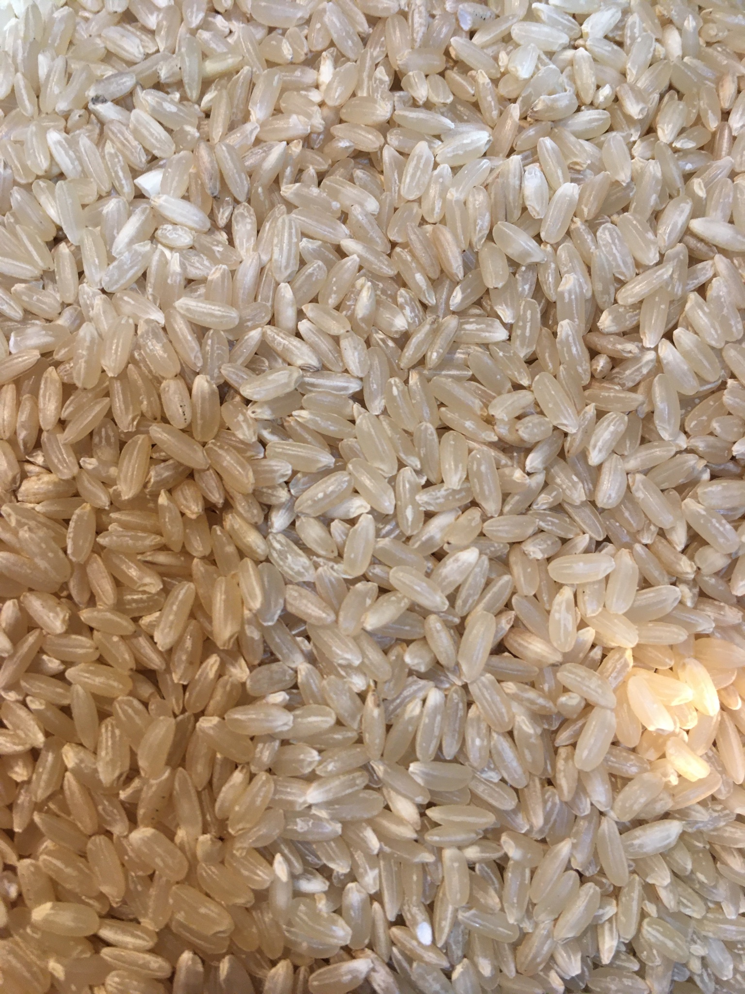 農家産直米すえひろ on Twitter: "珍しいお米のご紹介致します。 主食米はジャポニカ米ですがタイ米のように長粒系のお米はインディカ米 であります。日本のお米としてインディカ米の特徴を活かした品種【華麗舞】ジャポニカ米とインディカ米のハーフ。水を一割程少なく ...