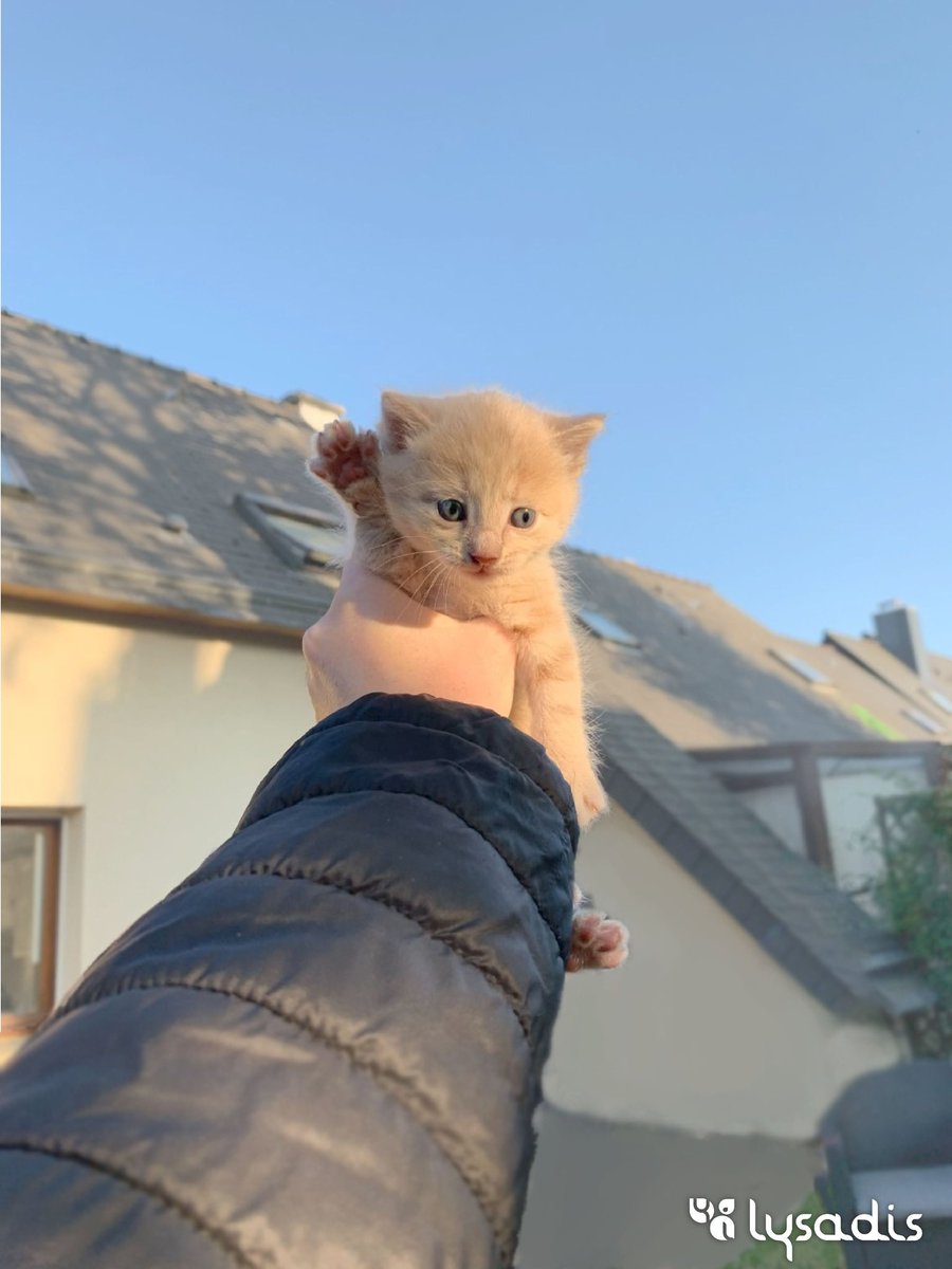 lysadis's tweet photo. Avec les beaux jours qui s'installent n'oubliez pas de traiter vos animaux contre les petits parasites ! 🐶🐱🐰

Vous pourrez les laisser gambader sereinement 💚

#lysadis 🌿 https://t.co/JsxOObXBGx