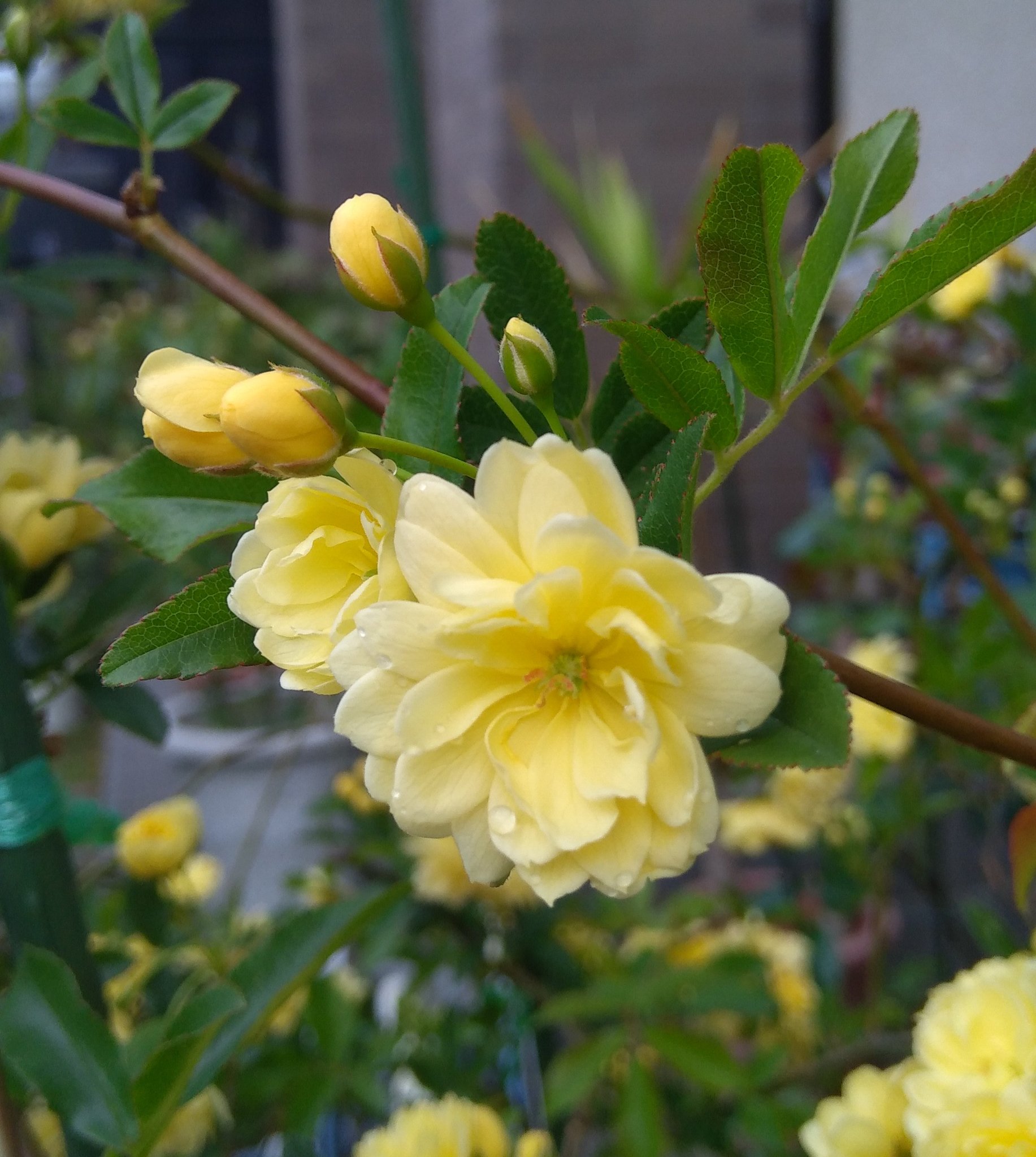 ナオさん 透き過ぎし 枝ぶり寂し 黄木香よ 木香薔薇 モッコウバラ つるバラ 黄色 花 ガーデニング 春 花言葉 純潔 素朴な美 初恋 透かし剪定 T Co Wg0bpfm8ex Twitter